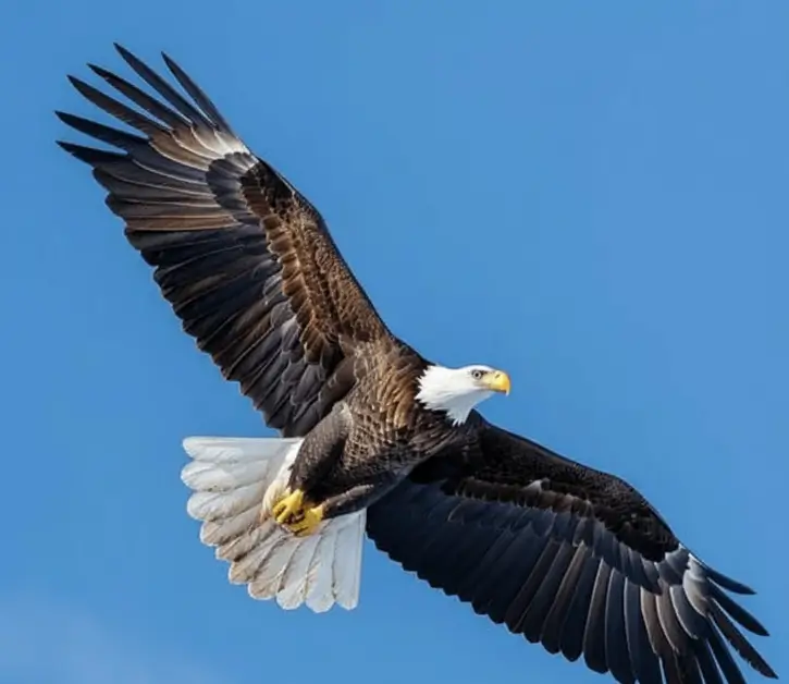 Rise of the Noblest Creation – Excellent Power majestic strength