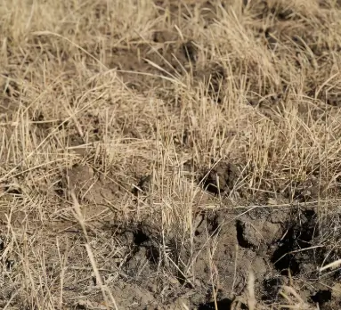 Lush regenerating jungle growth