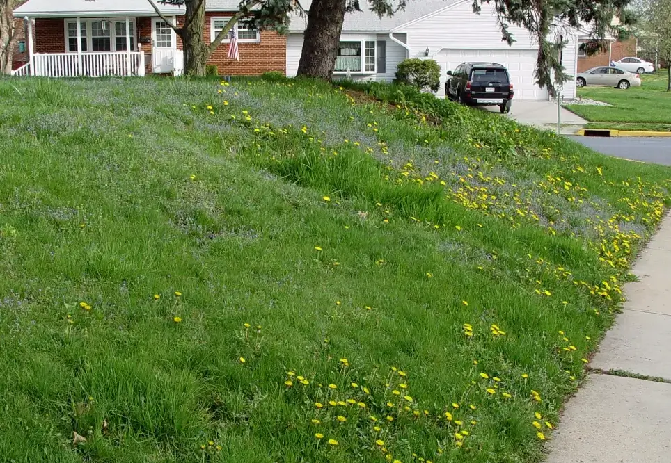 Front yard left to grow naturally with dandelions, clover and bees visible – perfect example of leaving grass natural for biodiversity